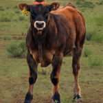 North American Piedmontese cattle