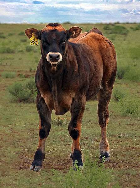 North American Piedmontese cattle