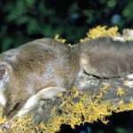 NorthernFlyingSquirrel_