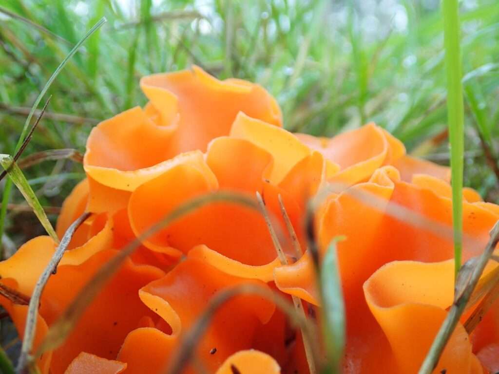 Orange Peel Mushroom