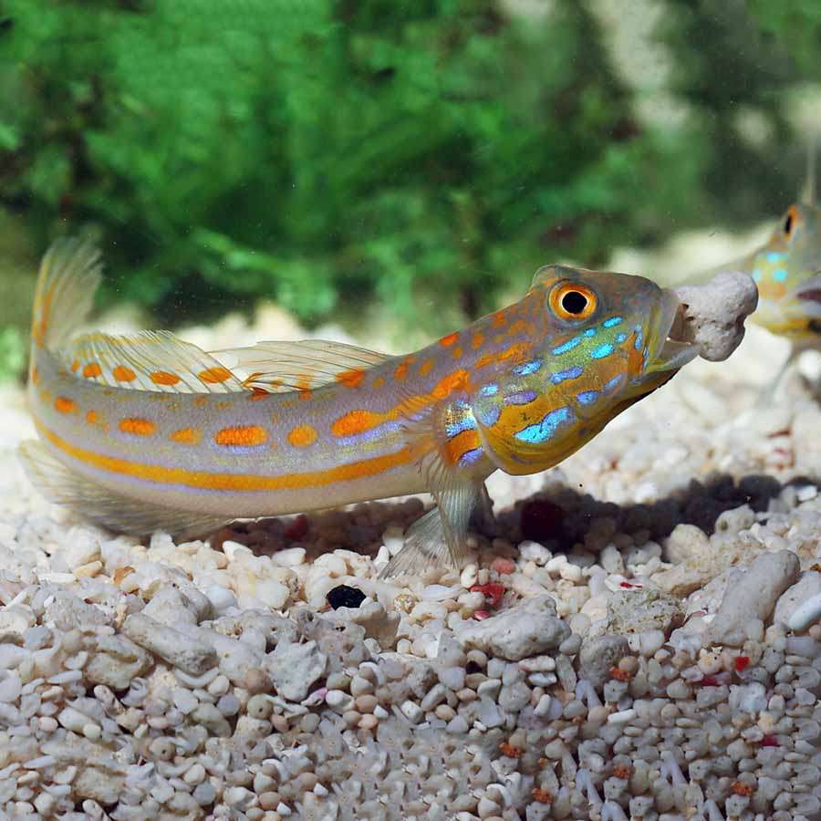 Orange Spotted Goby.