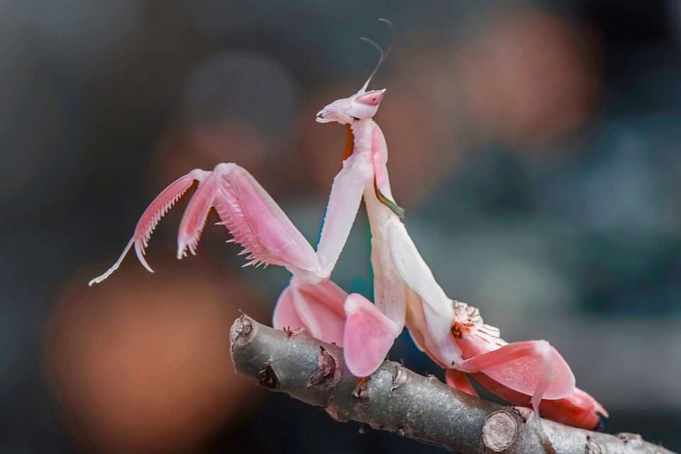 Orchid,Mantis,Pink