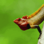 Oriental-Garden Lizard