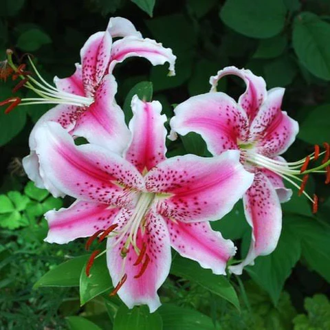 Oriental Lily.