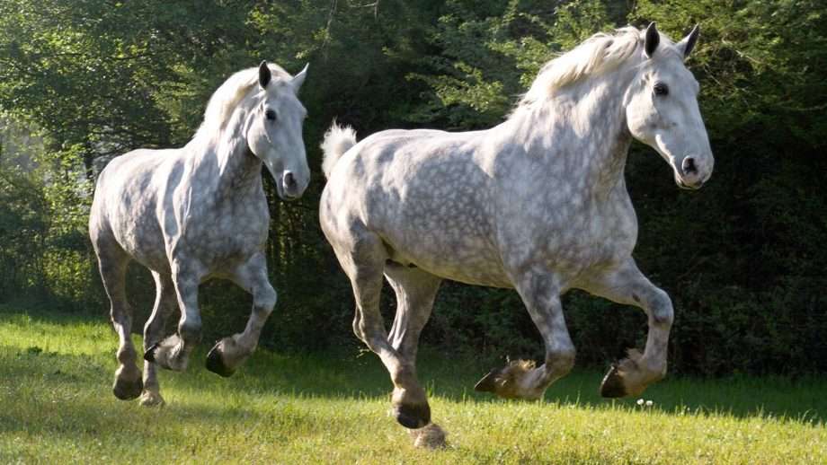 PERCHERON