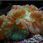 Pacific-Rose Coral