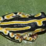 Painted Reed Frog.
