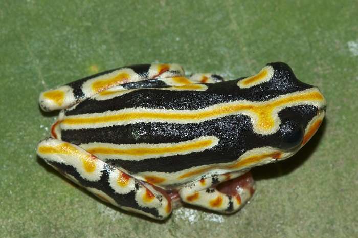 Painted Reed Frog.