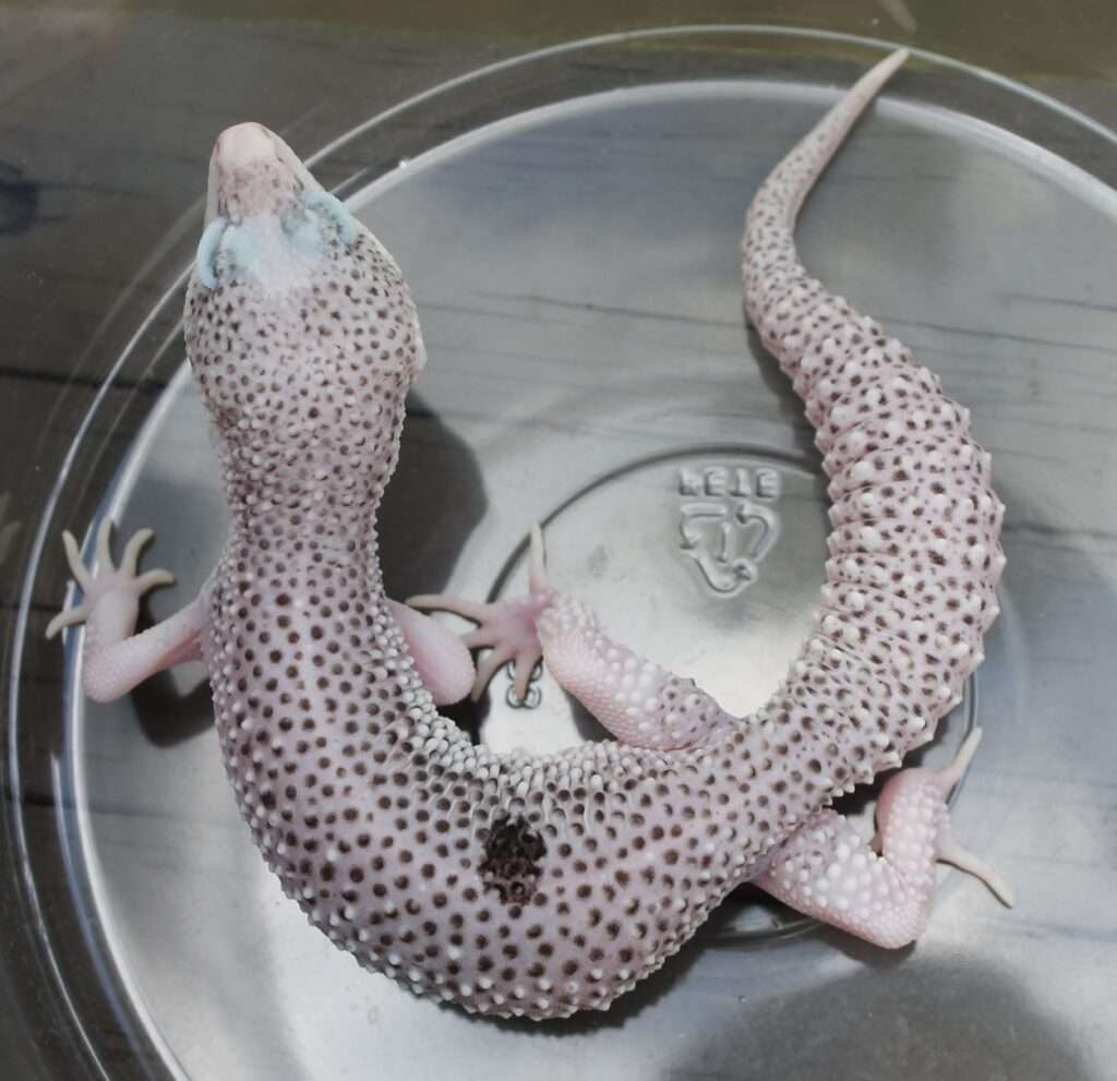 Paradox Leopard Gecko