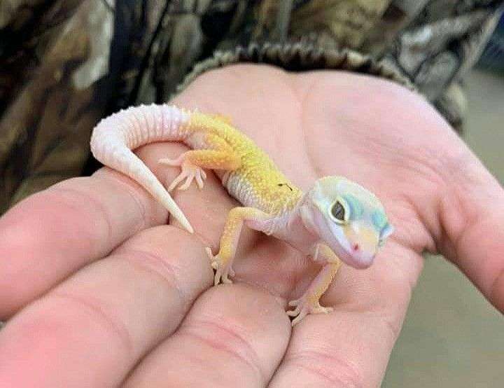 Pastel-Leopard Gecko