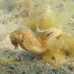 Patagonian Seahorse.