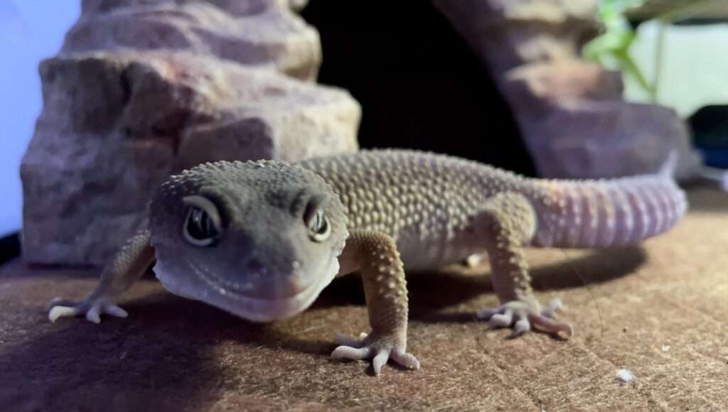 Patternless Leopard-Gecko