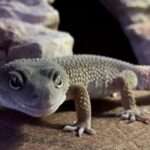 Patternless Leopard-Gecko