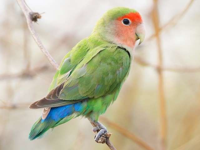 Peach-Faced Lovebird