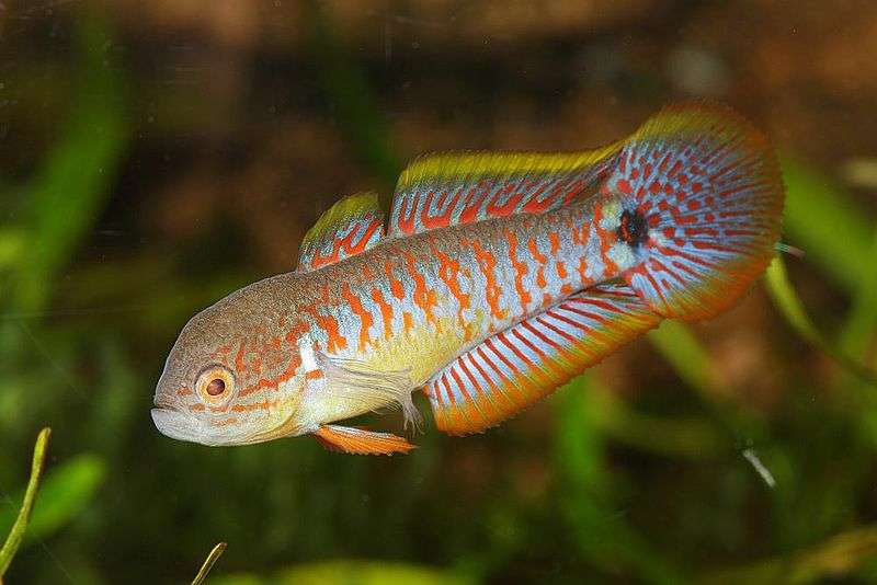 Peacock Gudgeon