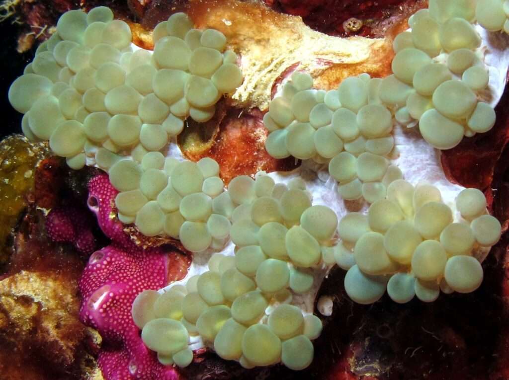 Pearl-Bubble Coral