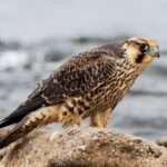 Peregrine Falcon