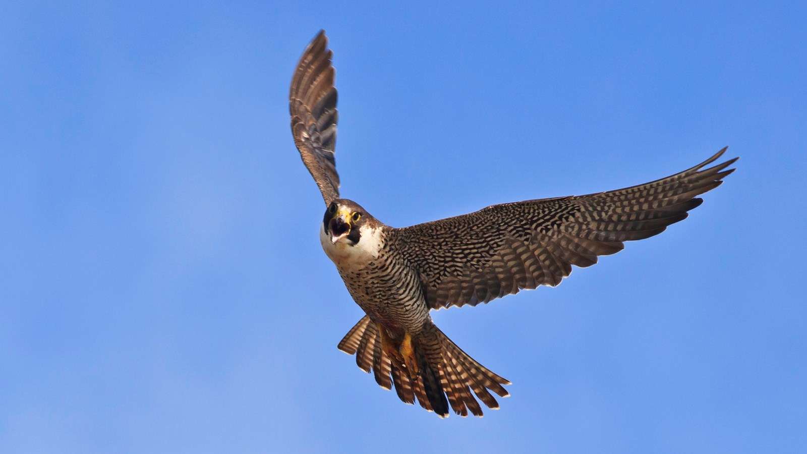 Peregrine Falcon.
