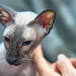 Peterbald cat