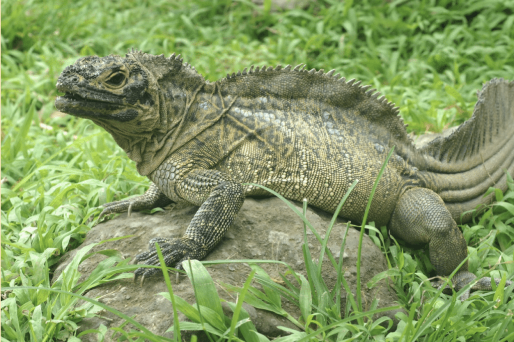 Philippine Sailfin Iguana