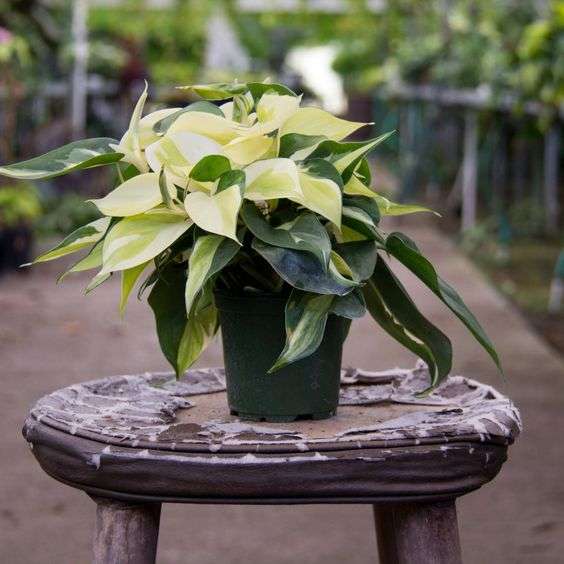 Philodendron Gabby.