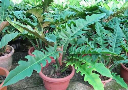Philodendron Pluto