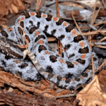 Pigmy rattle snake