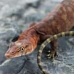 Pilbara-rock monitor