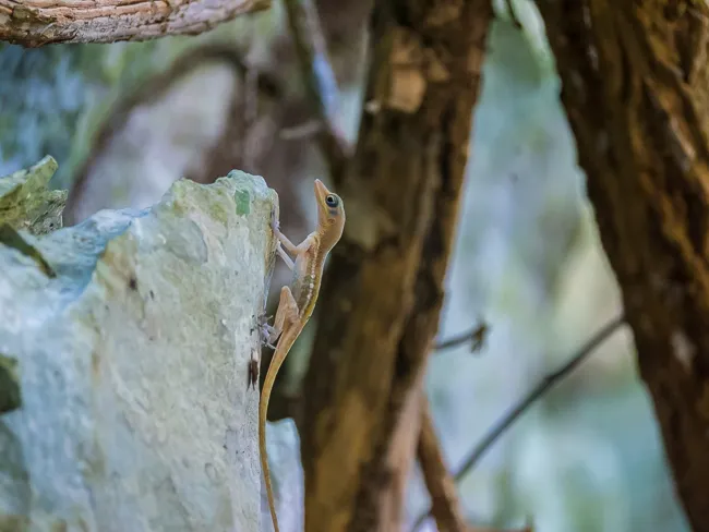 Pinar-Del Rio cliff Anole