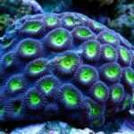 Pineapple Coral