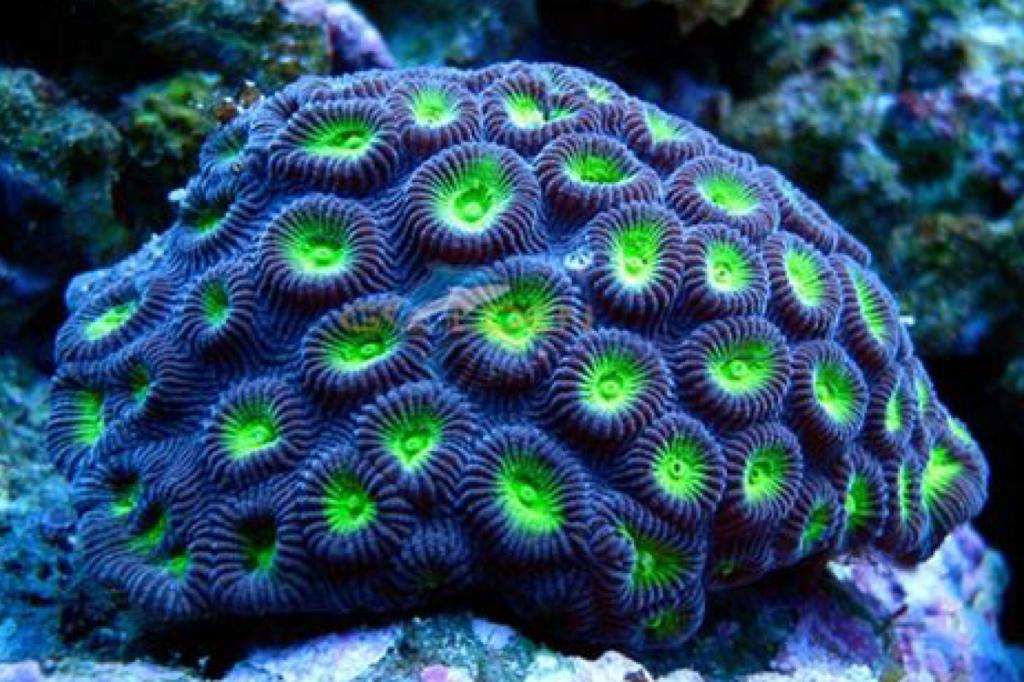Pineapple Coral