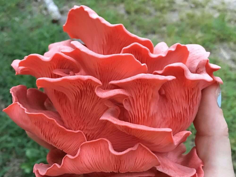 Pink Oyster Mushroom.