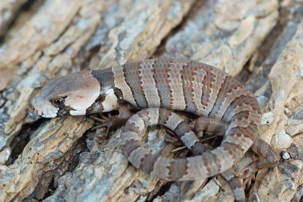 Pink Tongue Skink