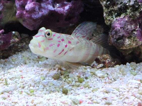 Pink-speckled shrimp goby.