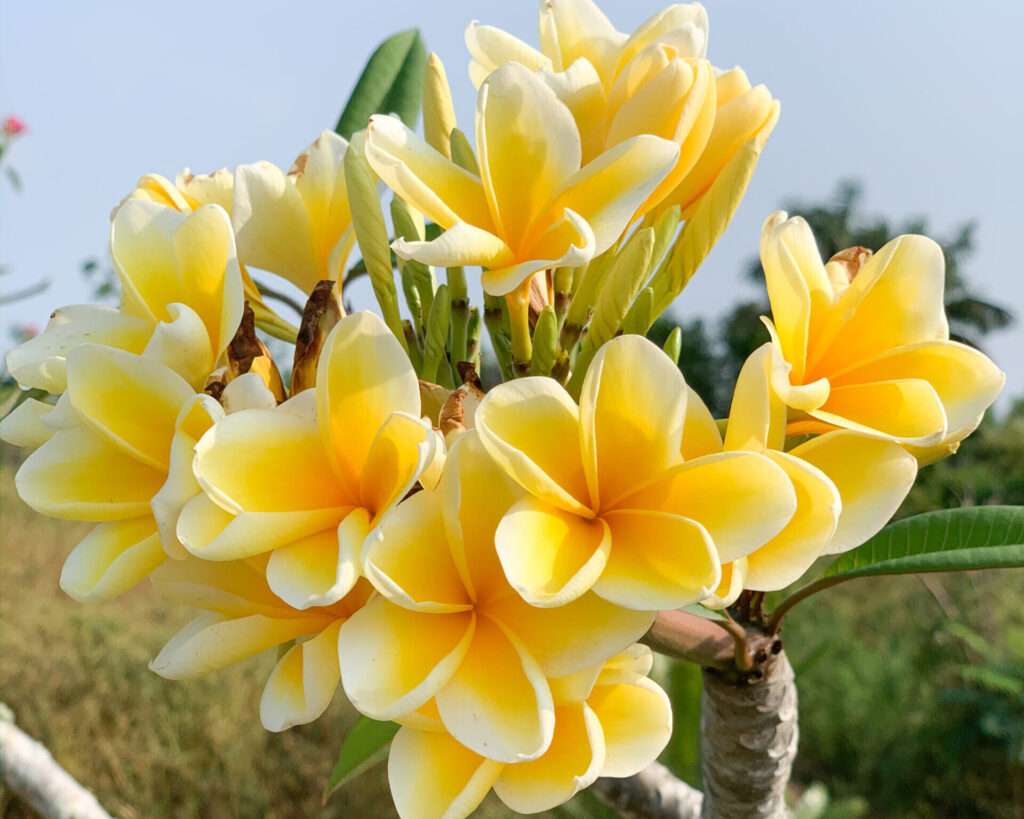 Plumeria