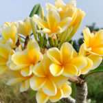 Plumeria