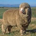 Polwarth sheep