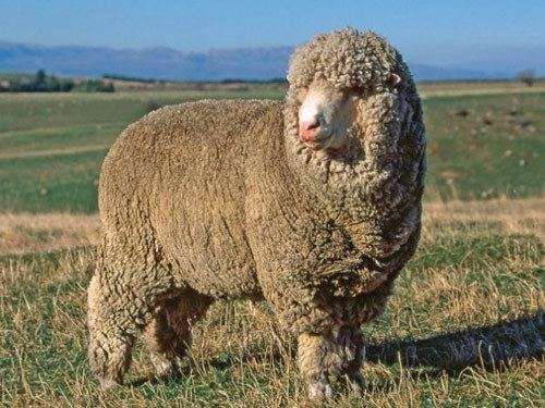 Polwarth sheep