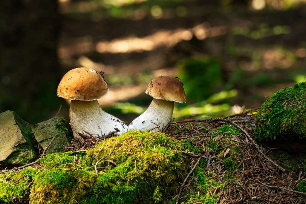 Porcini