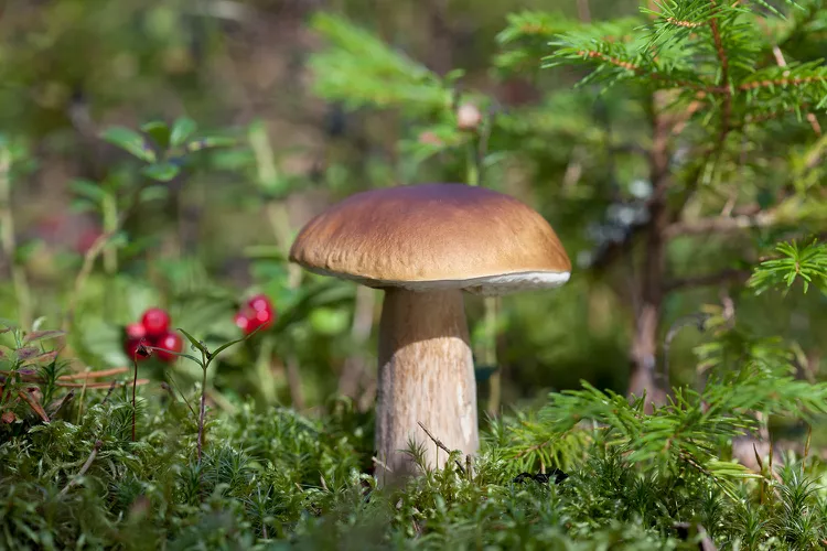 Porcini.