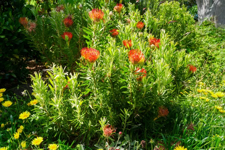 Protea Plant
