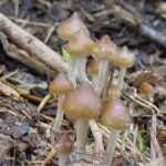 Psilocybe-hispanica