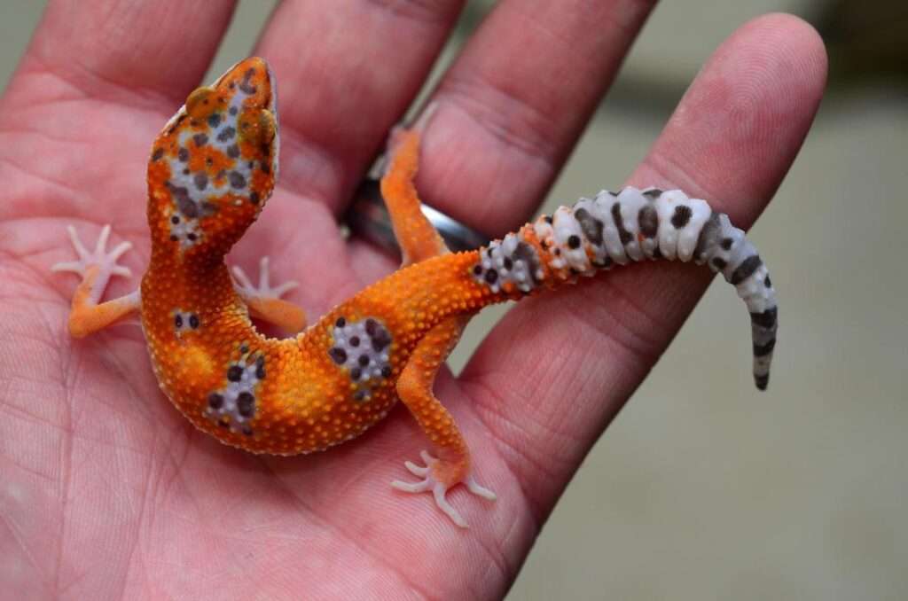 Purple Head-Leopard Gecko