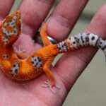 Purple Head-Leopard Gecko