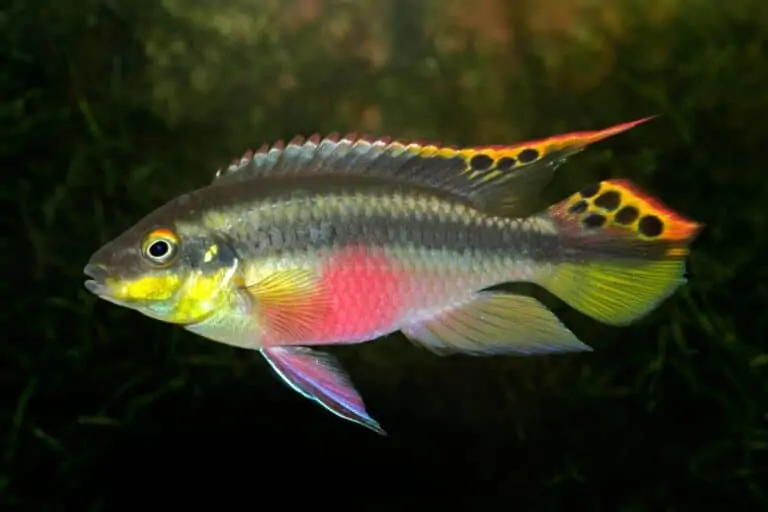 Rainbow Kribensis fish