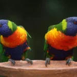 Rainbow Lory