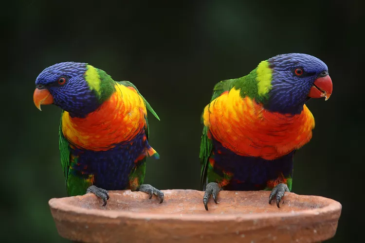 Rainbow Lory