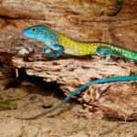 Rainbow Whiptail Lizard