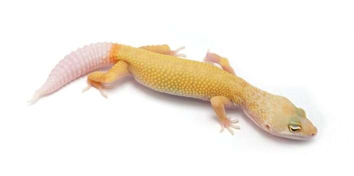 Rainwater Albino Leopard Gecko