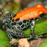 Red-Backed Poison Frog